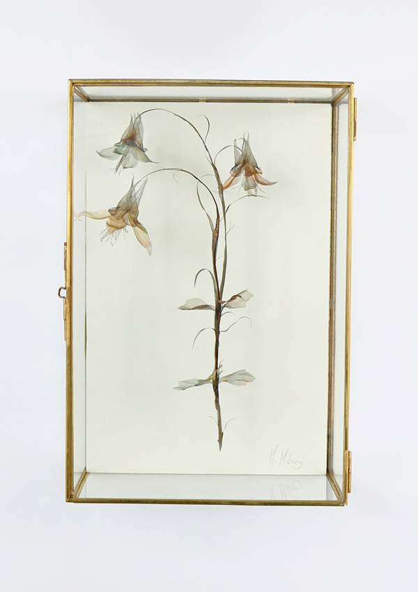 Aquilegia-Specimen-case-closed- Michelle McKinney