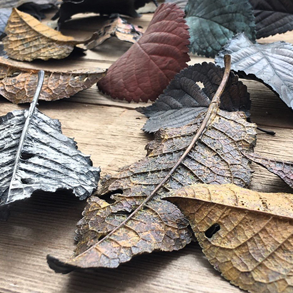 Ashleaf - fallen bronze leaves 